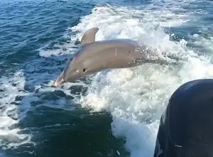 Captiva Dolphins Frolicking In The Wake, Sanibel Fishing & Captiva Fishing, Monday, September 12, 2016.