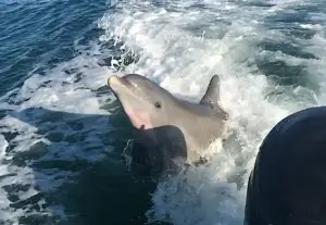 Captiva Dolphins, More Frolicking In The Wake, Sanibel Fishing & Captiva Fishing, Monday, September 12, 2016.