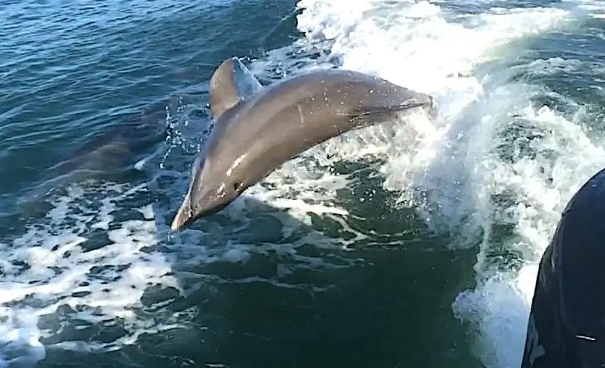 Captiva Dolphins JumpingThe Wake, Sanibel Fishing & Captiva Fishing, Monday, July 10, 2017.