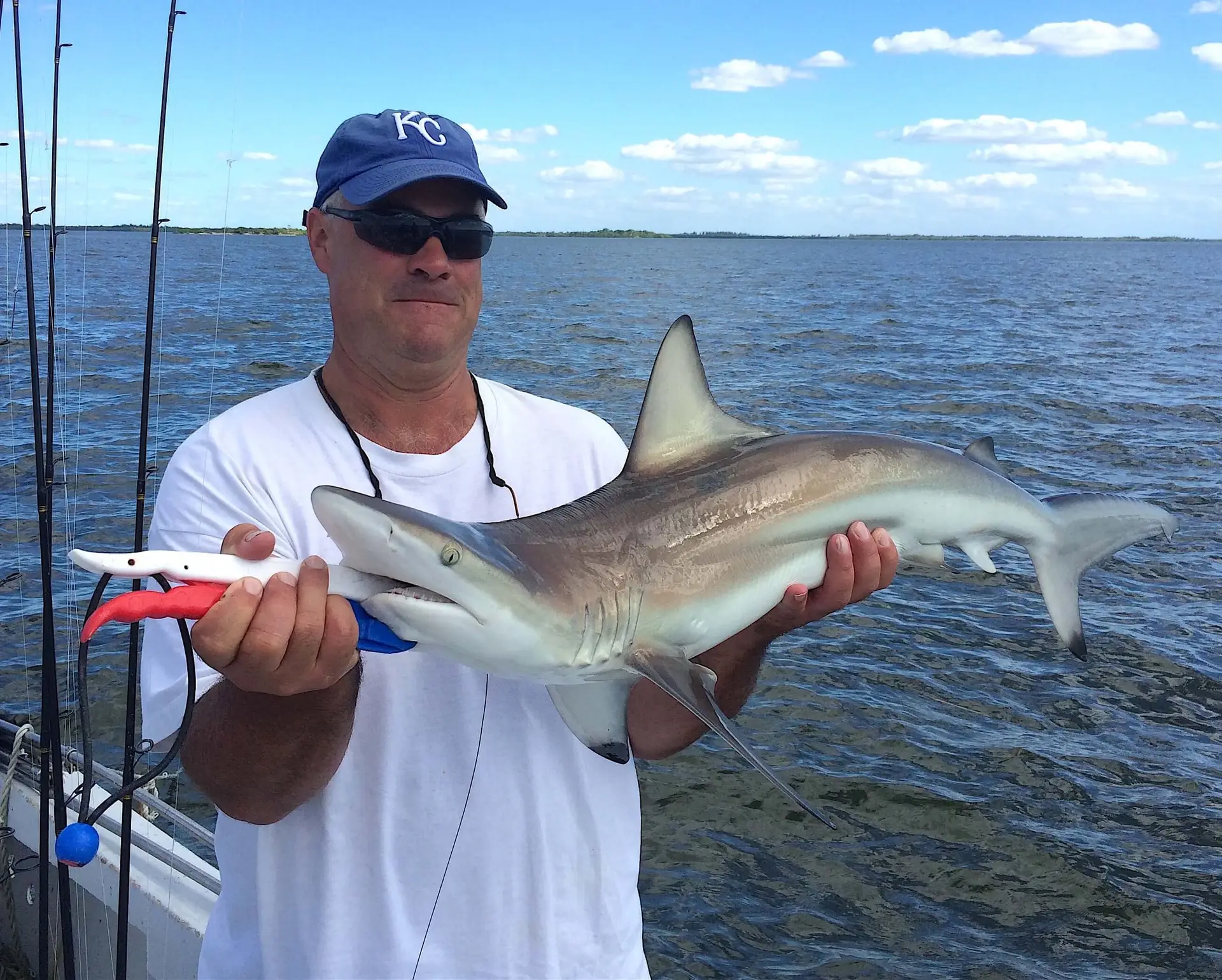 Blacktip Sharks, Catch & Release, Sanibel Fishing & Captiva Fishing, Friday, October 14, 2016.