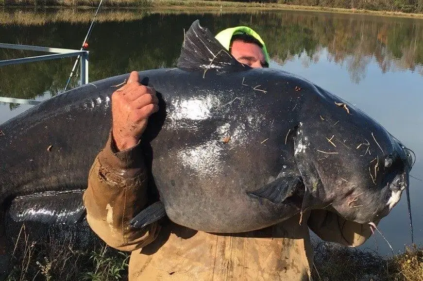 Huge Catfish, , Sanibel Fishing & Captiva Fishing, Sanibel Island, Friday, December 2, 2016. Photo Courtesy of Riahn Brewington, Facebook.