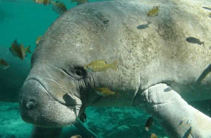 Florida Manatee, Sanibel Fishing & Captiva Fishing, Sanibel Island, Monday, February 27, 2017.