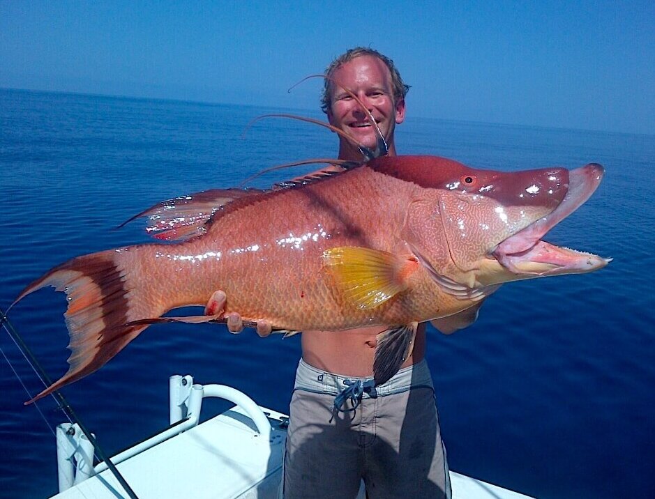 Hogfish or Hog Snapper, Sanibel Fishing & Captiva Fishing, Sanibel Island, Wednesday, February 8, 2017.