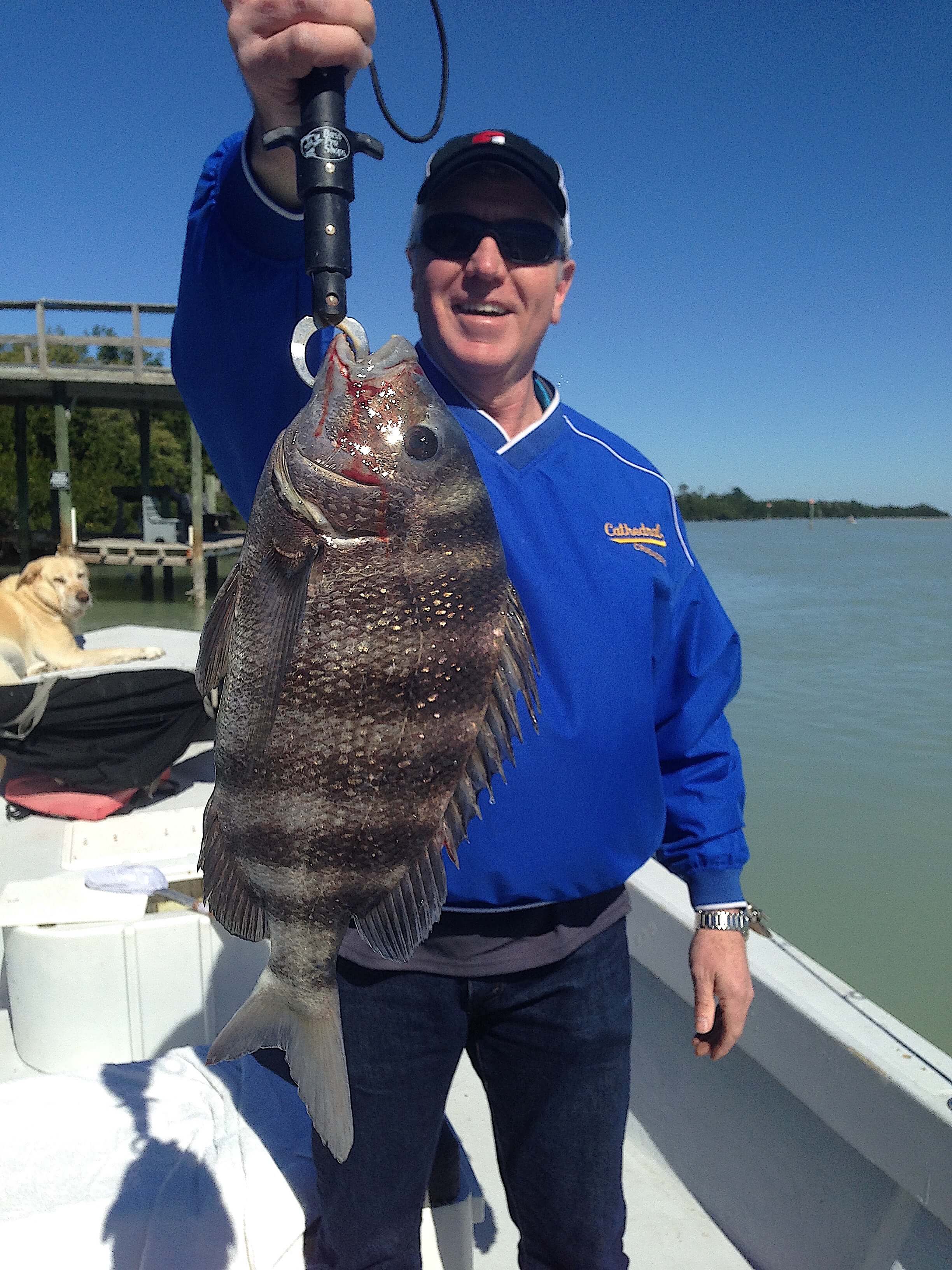 Sheepshead, Sanibel Fishing & Captiva Fishing, Sanibel Island, Monday, January 30, 2017.