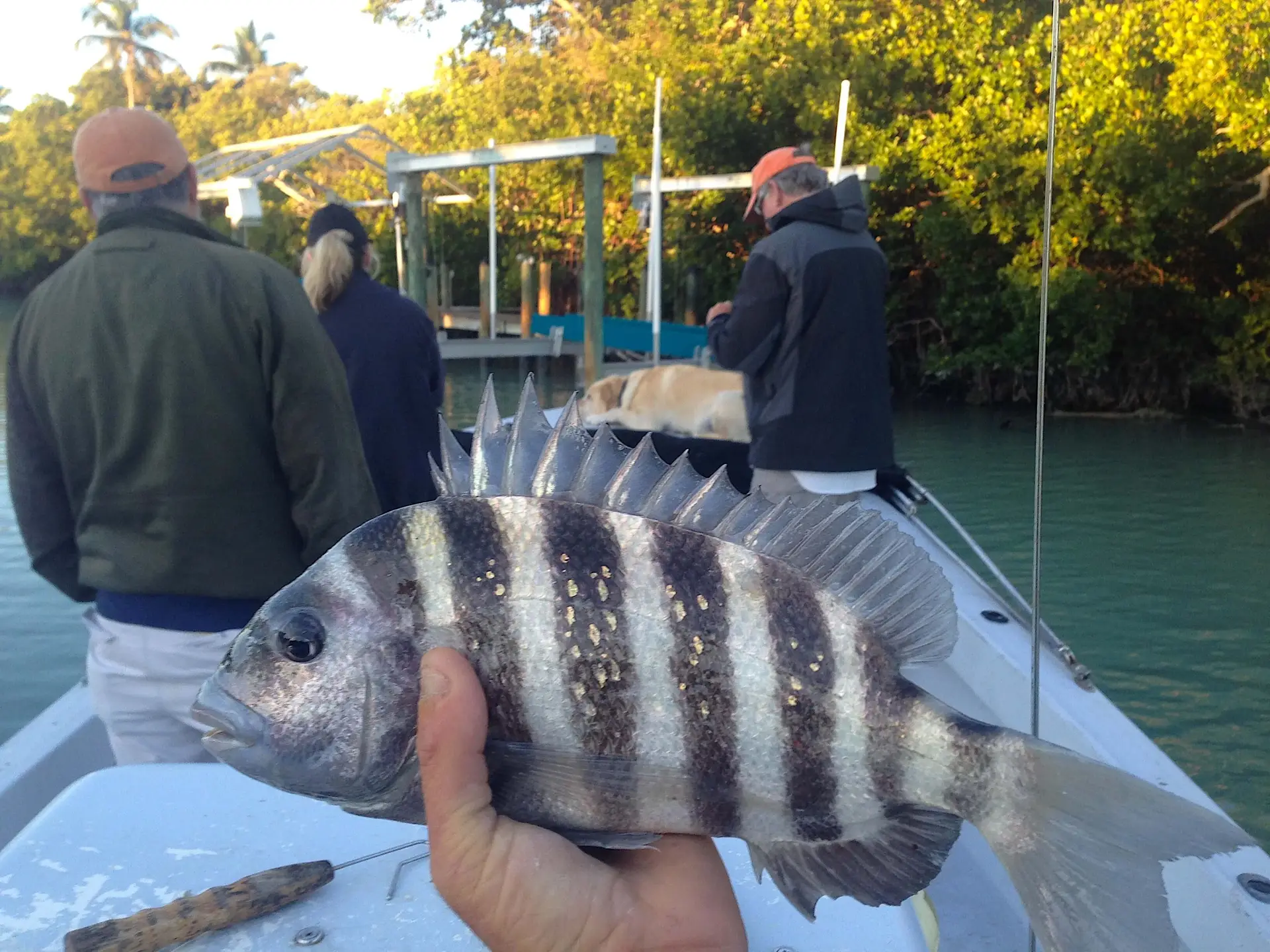 Sheepshead, Blind Pass, Sanibel Fishing & Captiva Fishing, Sanibel Island, Friday, February 17, 2017.