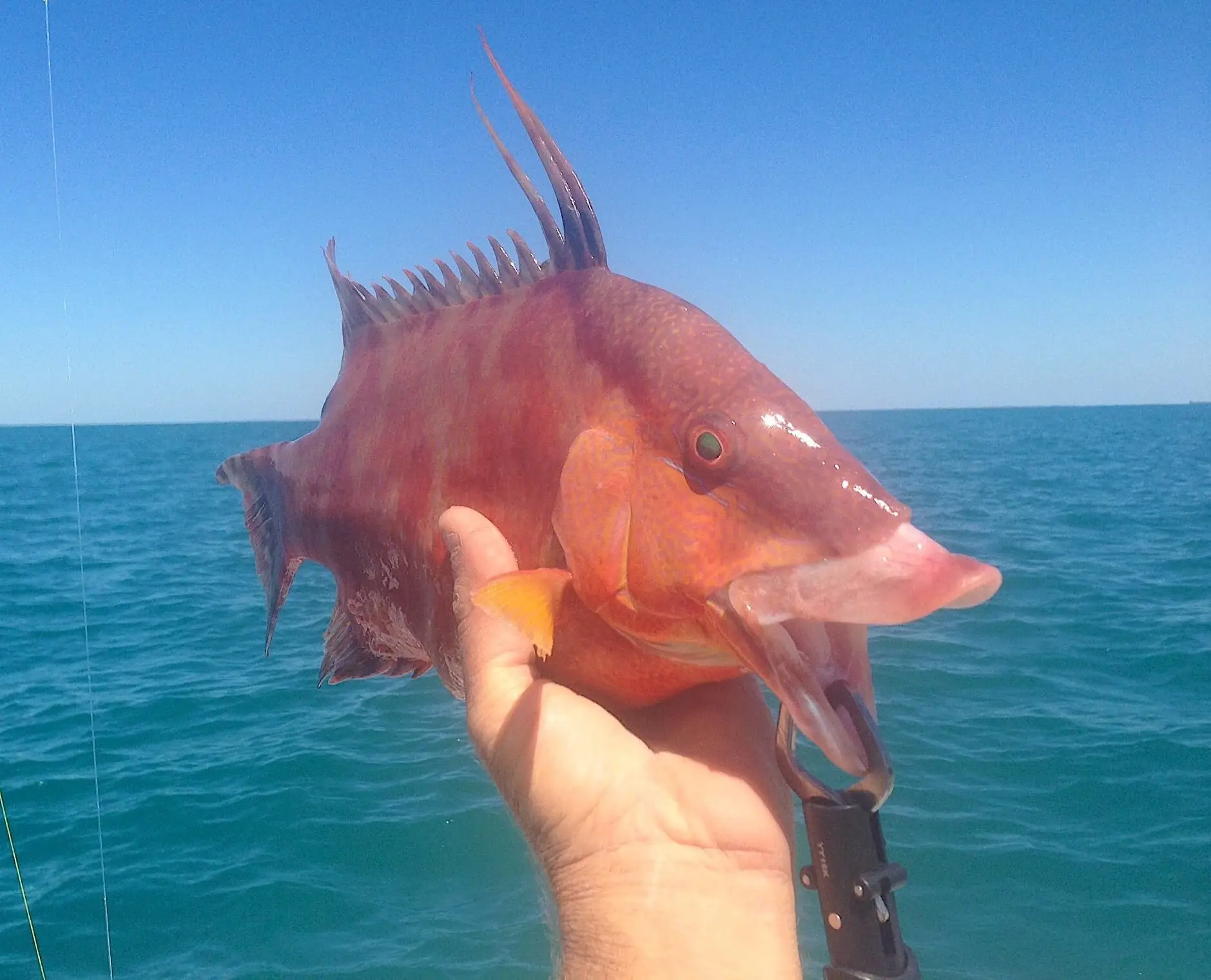 Hogfish Or Hog Snapper 2, Sanibel Fishing & Captiva Fishing, Sanibel Island, Tuesday, March 21, 2017.