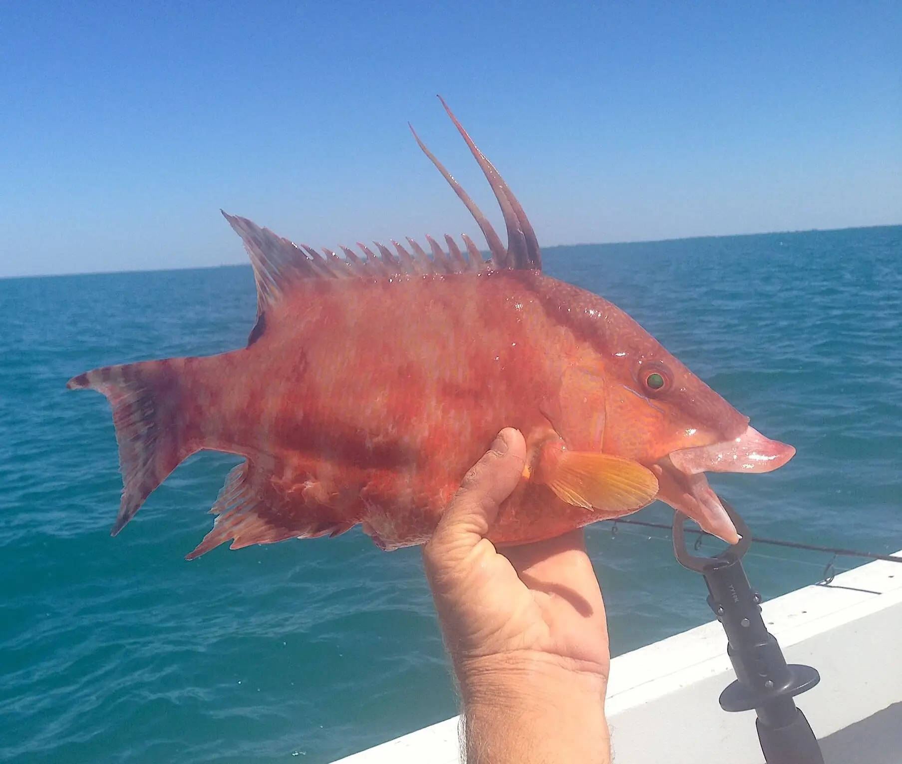Hogfish Or Hog Snapper 3, Sanibel Fishing & Captiva Fishing, Sanibel Island, Tuesday, March 21, 2017.
