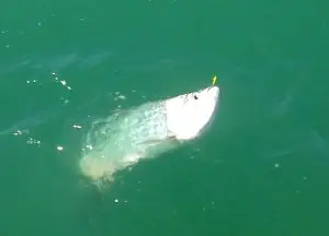 Early Tarpon, About 30 lbs., Captiva Pass, Sanibel Fishing & Captiva Tuesday, February 28, 2017.