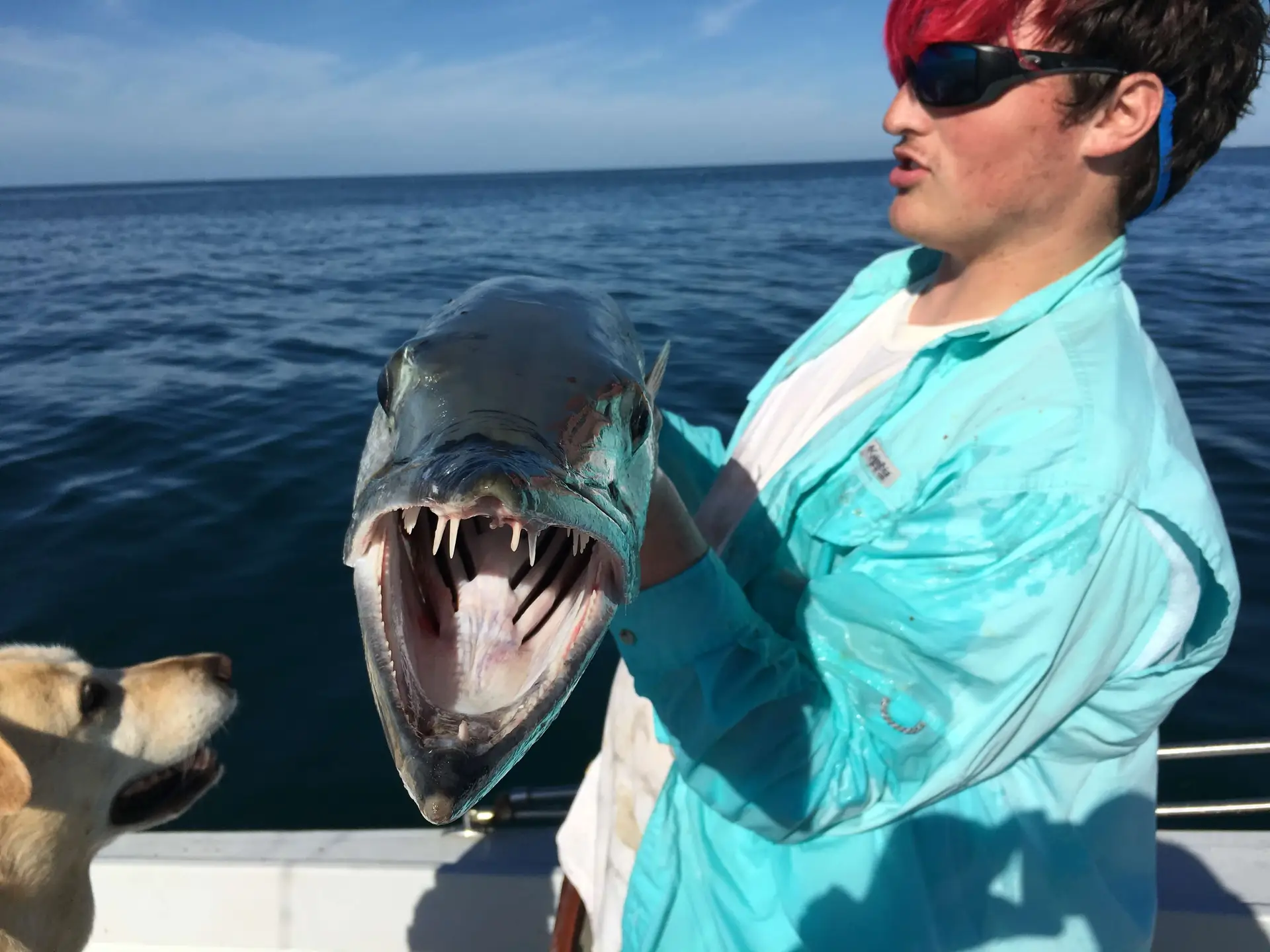 Barracuda Are Quite Fearsome Predators, Barracuda Fishing, Sanibel Fishing & Captiva Fishing, Sanibel Island, Friday, April 21, 2017.