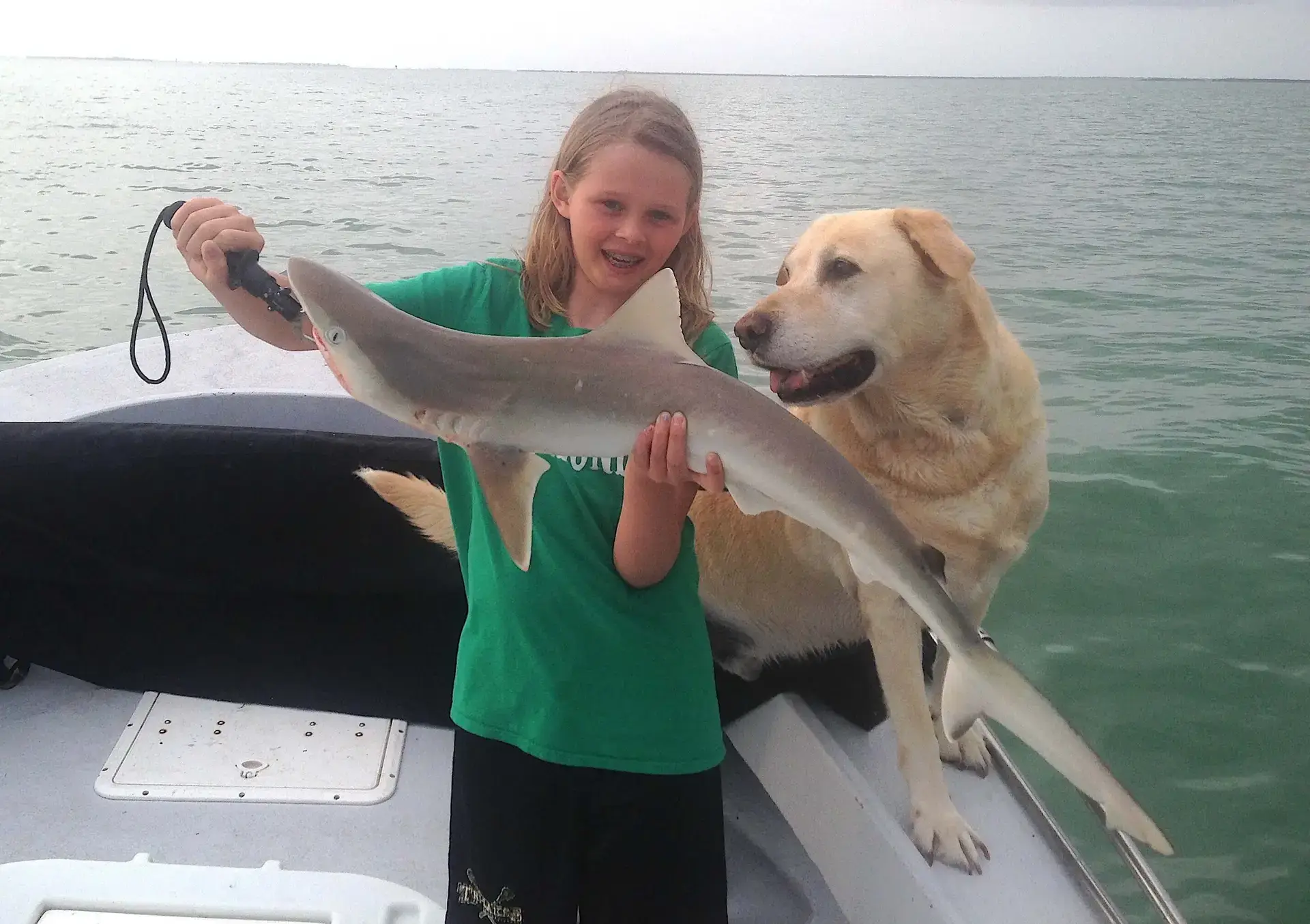 Shark, Catch & Release, Captain Joey Burnsed, Sanibel Fishing & Captiva Fishing, Sanibel Island, Tuesday, April 25, 2017.