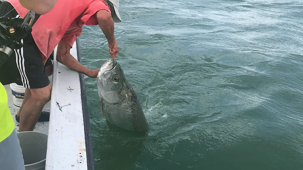 Tarpon, Catch & Release, Sanibel Fishing & Captiva Fishing, Sanibel Island, Wednesday, April 19, 2017