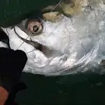 Tarpon, Catch & Release, Captain Joey Burnsed, Sanibel Fishing & Captiva Fishing, Sanibel Island, Tuesday, April 25, 2017.