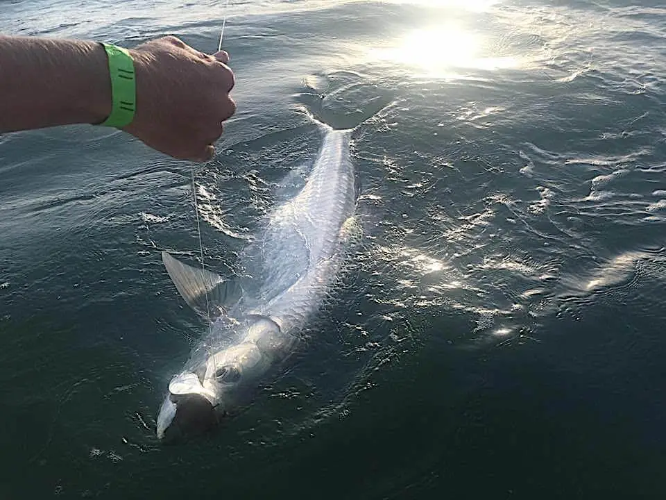 Tarpon On The Line, 6th Annual “Ding” Darling & Doc Ford’s Tarpon Tournament, Friday, May 19, Captiva Island. Photo Courtesy Of “Ding” Darling & Doc Ford’s Tarpon Tournament.