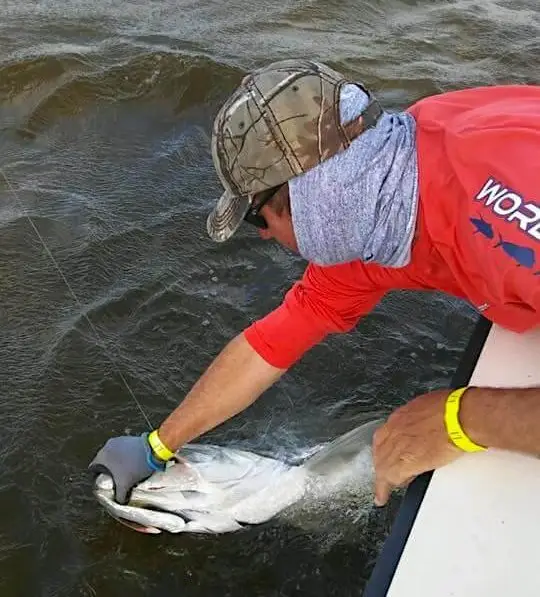 Tarpon Being Released, 6th Annual “Ding” Darling & Doc Ford’s Tarpon Tournament, Friday, May 19, Captiva Island. Photo Courtesy Of “Ding” Darling & Doc Ford’s Tarpon Tournament.