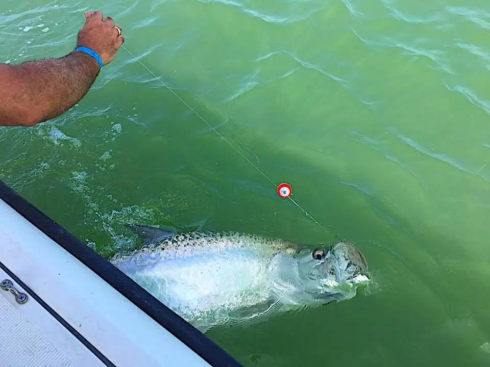 Nice Tarpon, 6th Annual “Ding” Darling & Doc Ford’s Tarpon Tournament, Friday, May 19, Captiva Island. Photo Courtesy Of “Ding” Darling & Doc Ford’s Tarpon Tournament.