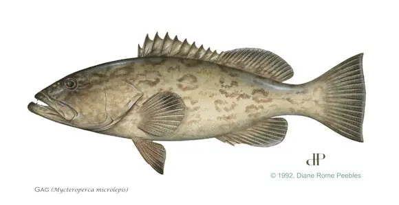 Gag Grouper, Courtesy Of Florida Fish and Wildlife Commission, Image Credit- © Diane Rome Peebles, May 7, 2017.