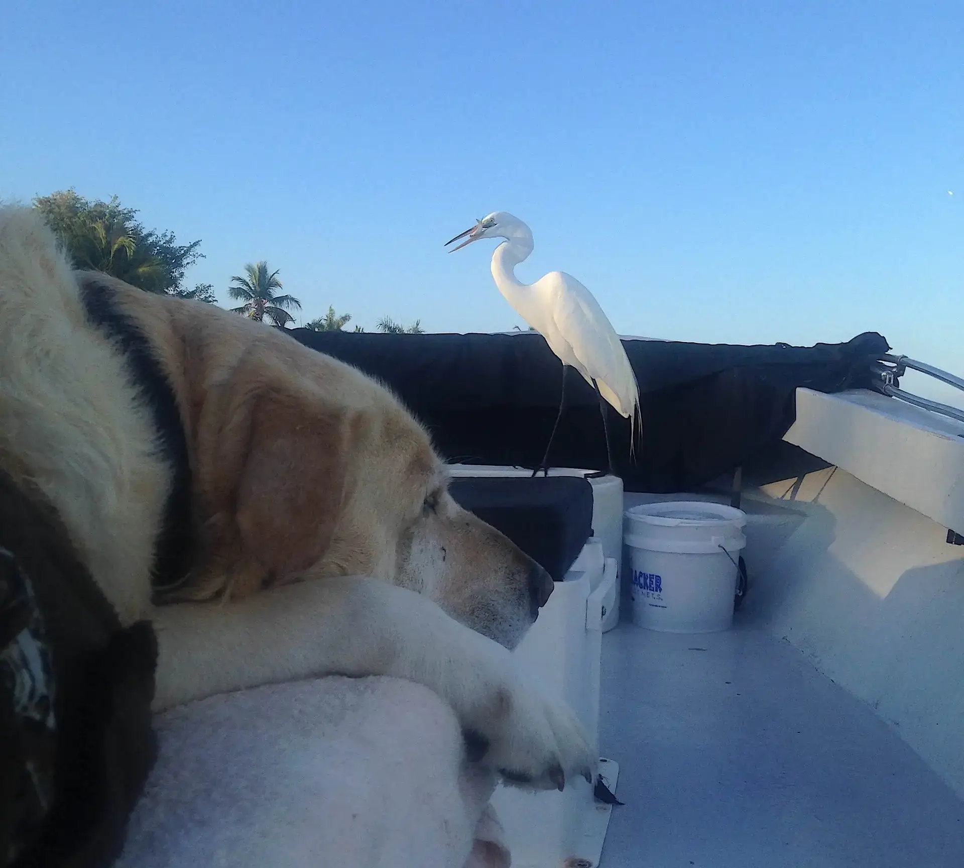 Hank Buddy, Not Much Help, Sanibel Fishing & Captiva Fishing, Sanibel Island, Thursday, May 4, 2017.