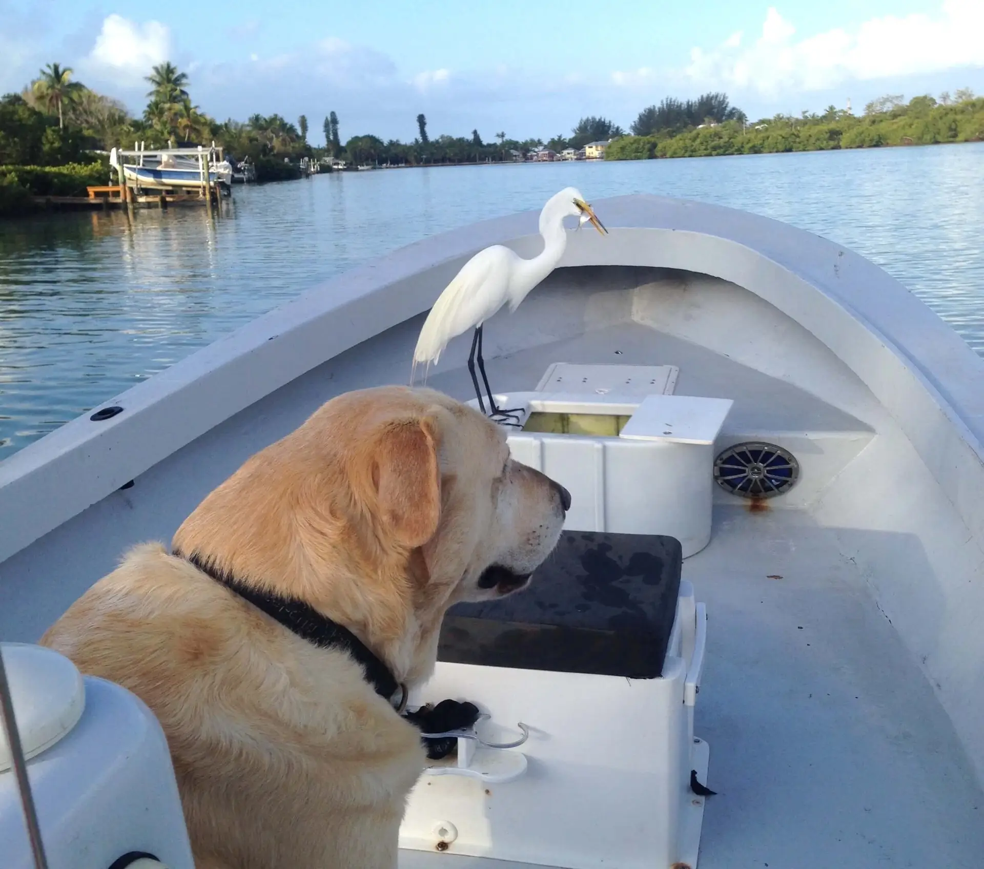 Hank, Not Exactly Guarding The Bait, Sanibel Fishing & Captiva Fishing, Sanibel Island, Wednesday, May 3, 2017.