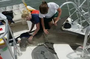 Hammerhead Shark, FWC Research, Sanibel Fishing & Captiva Fishing, Friday, June 2, 2017. File Photo