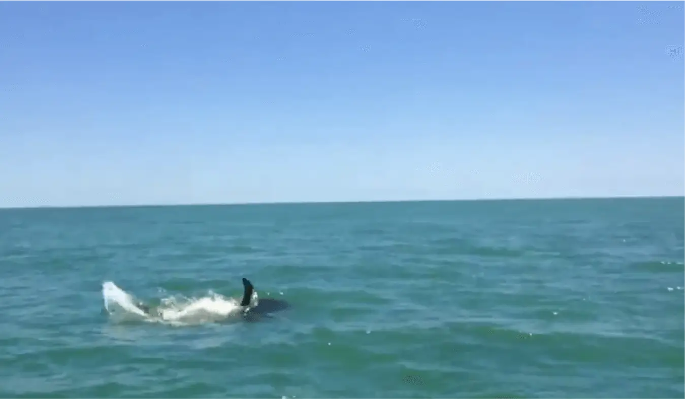Bull & Hammerhead Sharks Fight Over Tarpon, Sanibel Fishing & Captiva Fishing, Friday, June 2, 2017. File Photo.
