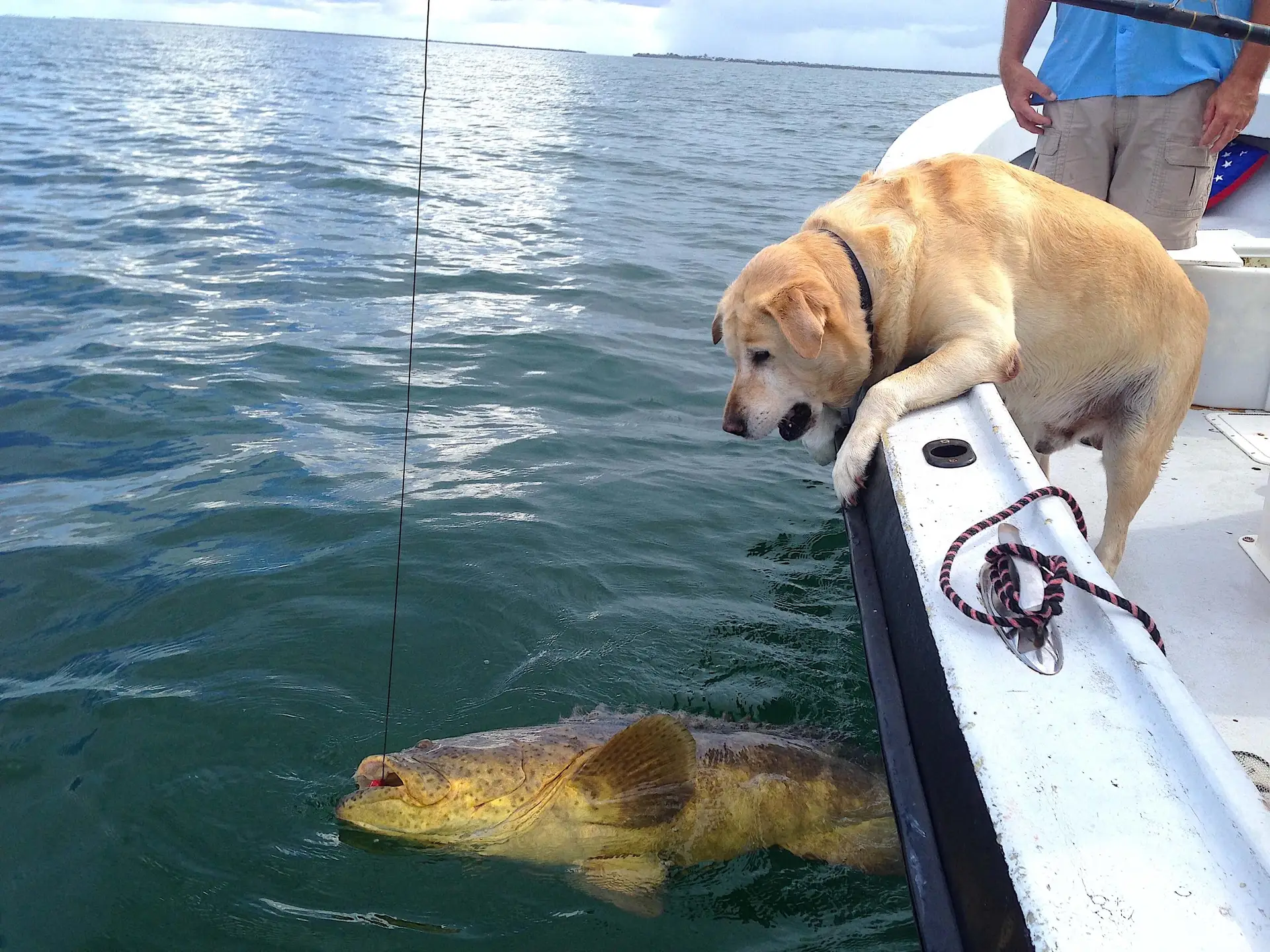 Goliath Grouper, Catch & Release, Sanibel Fishing & Captiva Fishing, Sanibel Island, Friday, July 28, 2017.