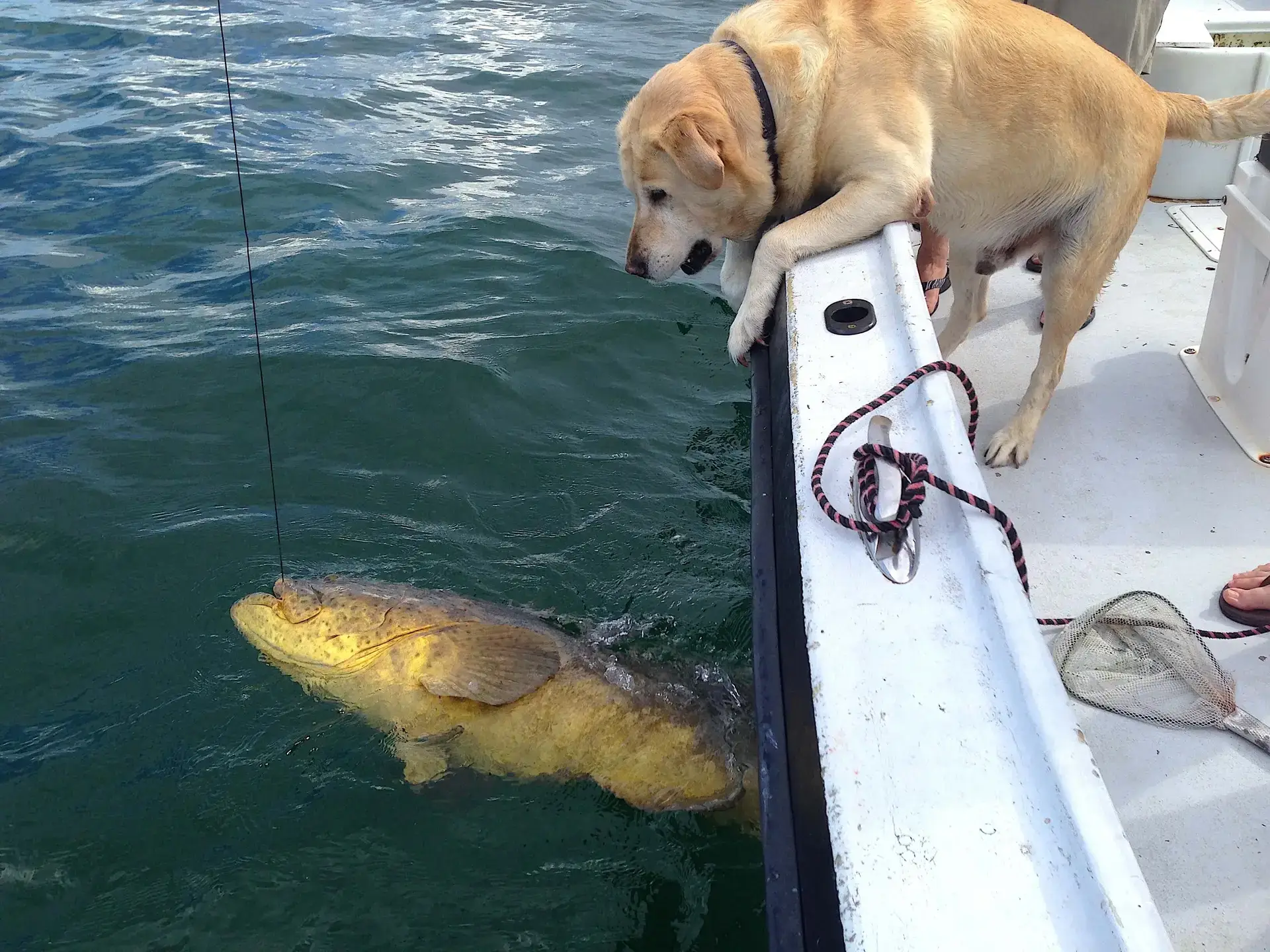 Hank, Goliath Grouper, Catch & Release, Sanibel Fishing & Captiva Fishing, Sanibel Island, Friday, July 28, 2017.