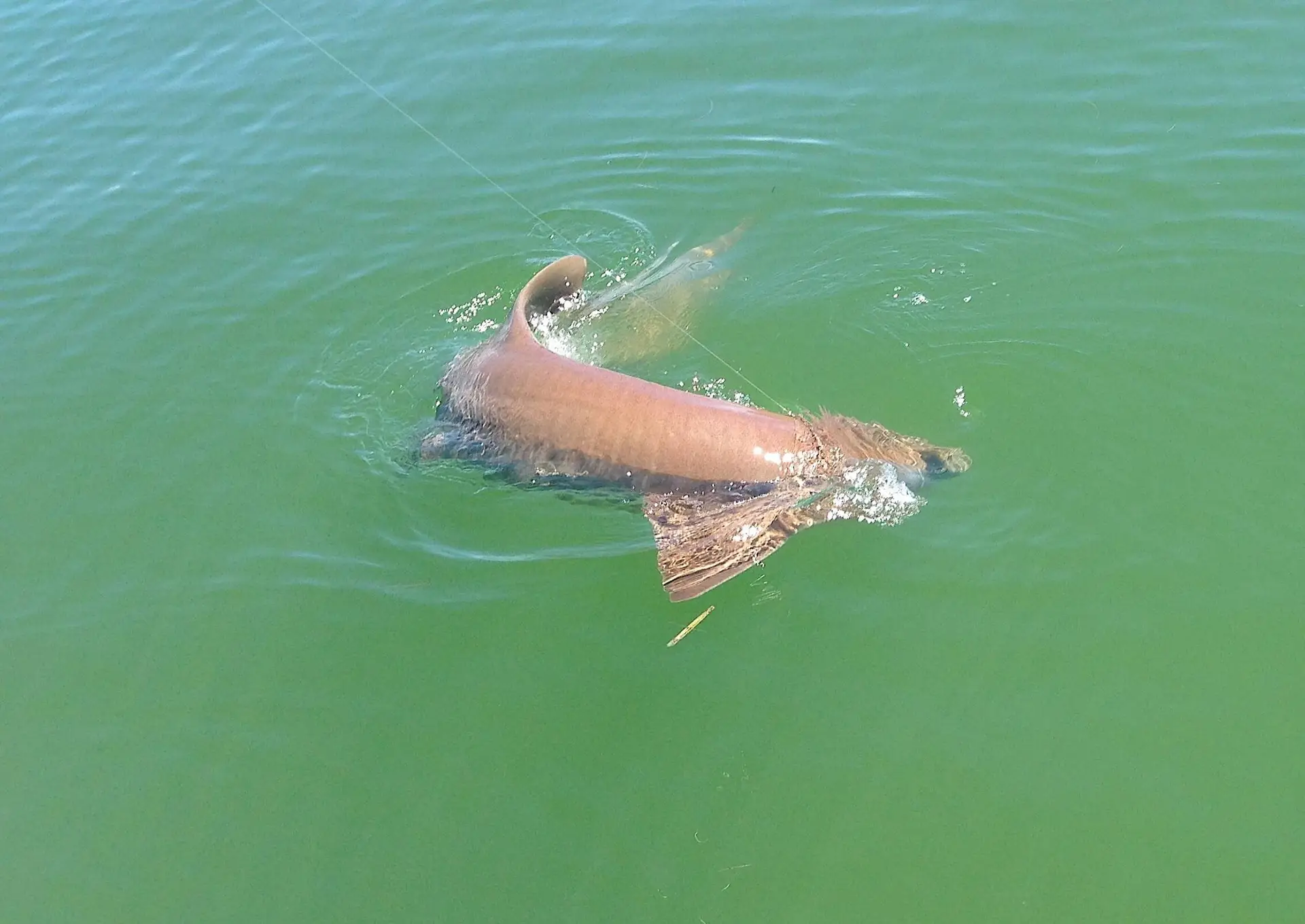 Big Nurse Shark, , Catch & Release, Sanibel Fishing & Captiva Fishing, Sanibel Island, Sunday, July 2, 2017.