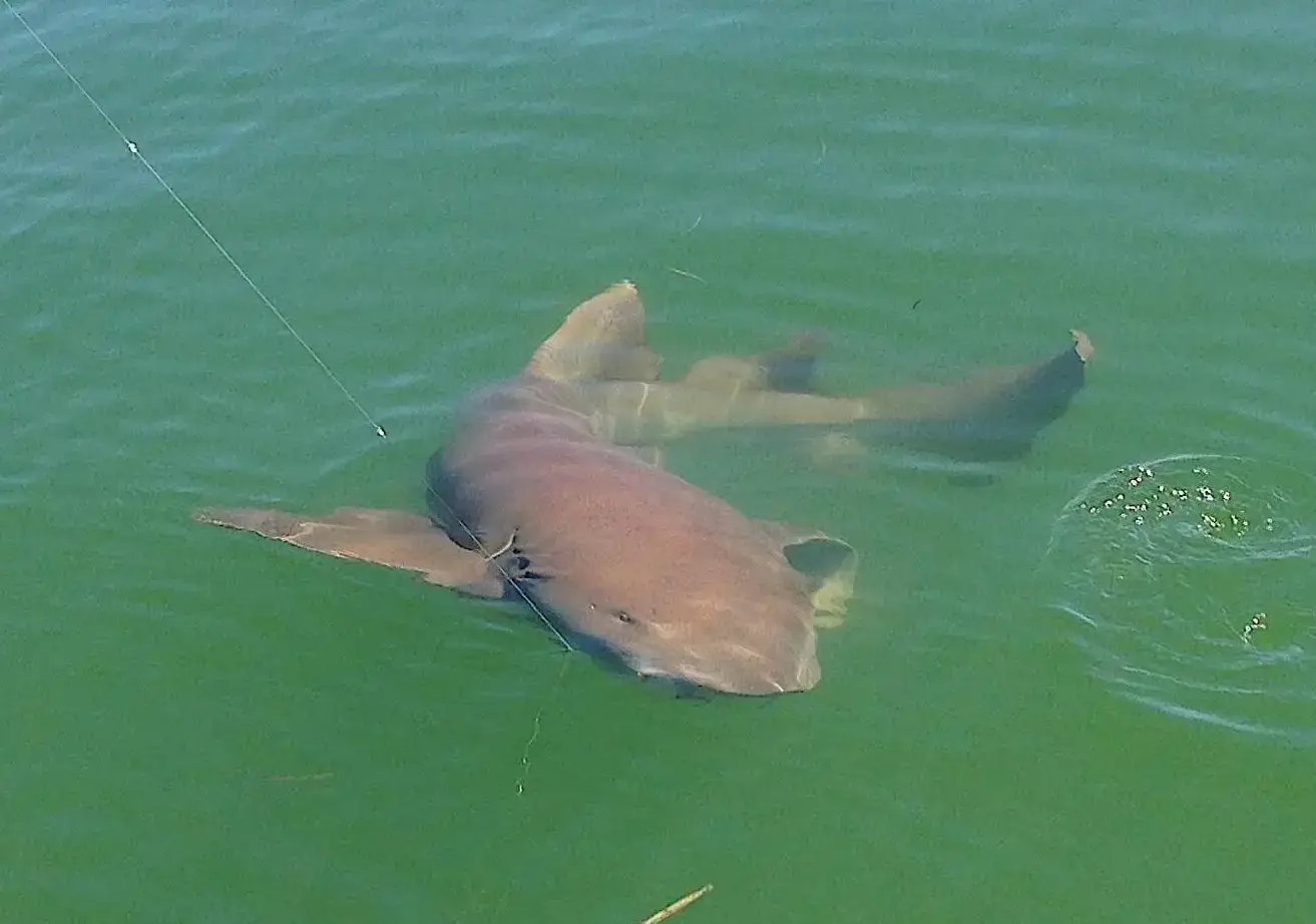 Nurse Shark Stealing Tarpon Bait, Catch & Release, Sanibel Fishing & Captiva Fishing, Sanibel Island, Sunday, July 2, 2017.