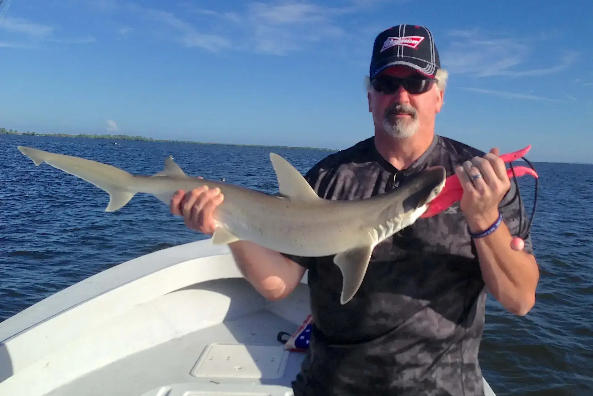 Bonnethead Shark, Stealing The Tarpon Bait, Catch & Release, Sanibel Fishing & Captiva Fishing, Sanibel Island, Wednesday, August 9, 2017.
