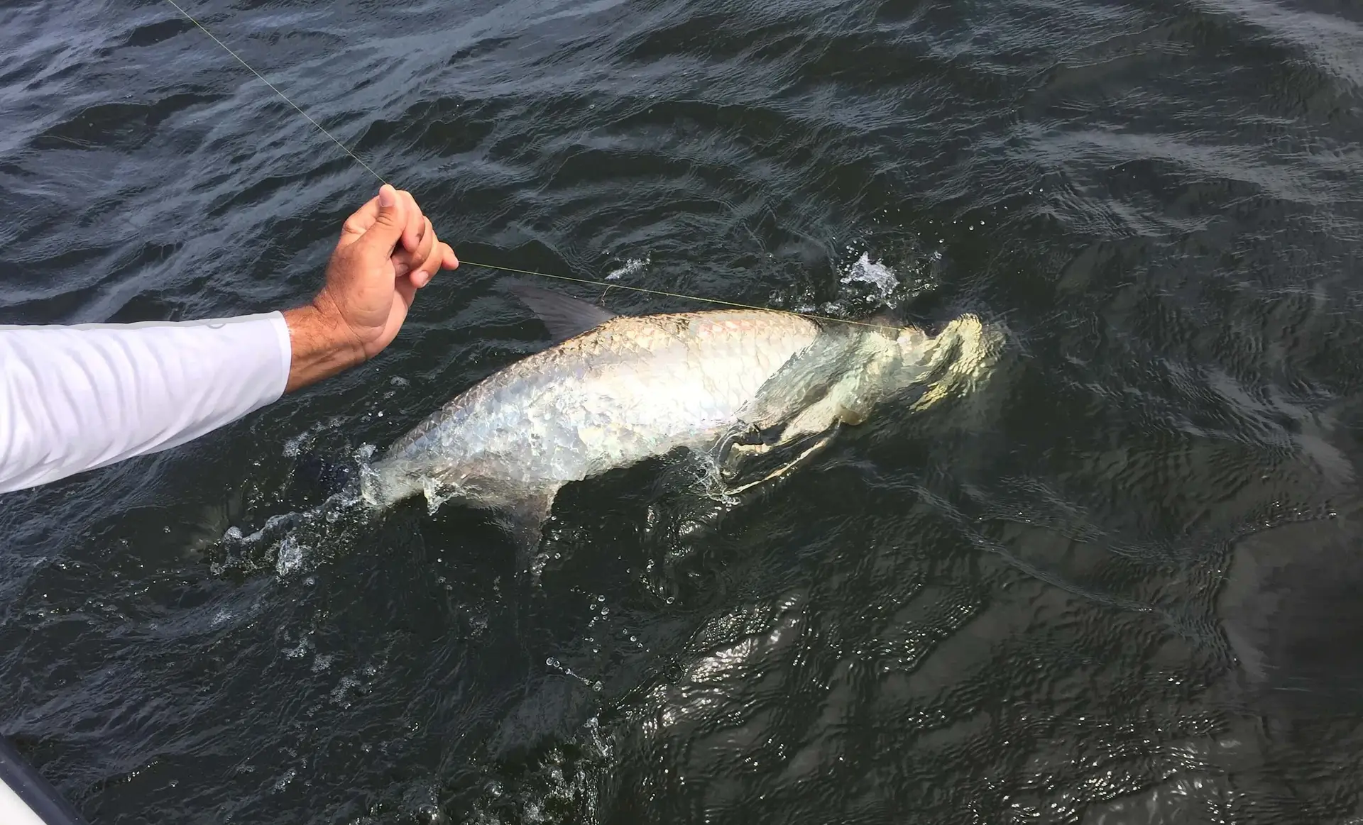 Tarpon Release, Sanibel Fishing & Captiva Fishing, Sanibel Island, Friday, August 4, 2017.