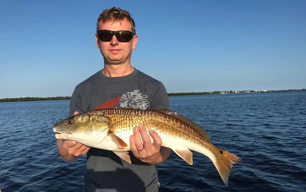 Redfish, Oyster Bars, Sanibel Fishing & Captiva Fishing, Sanibel Island, Wednesday, September 27, 2017.