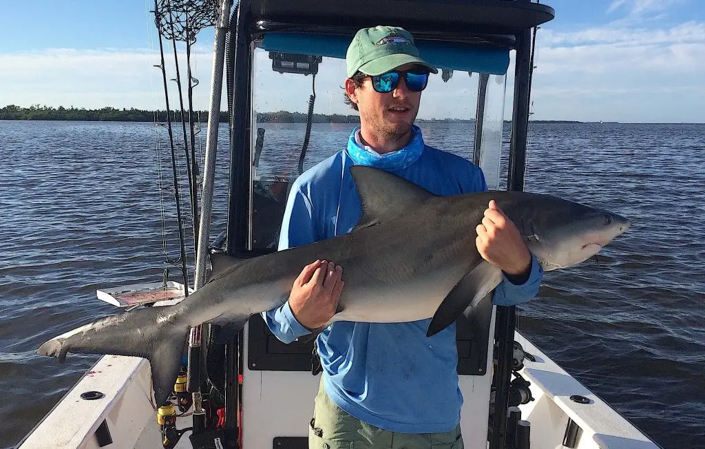 Bull Shark, Inshore, Catch & Release, Sanibel Fishing & Captiva Fishing, Sanibel Island, Friday, November 10, 2017.