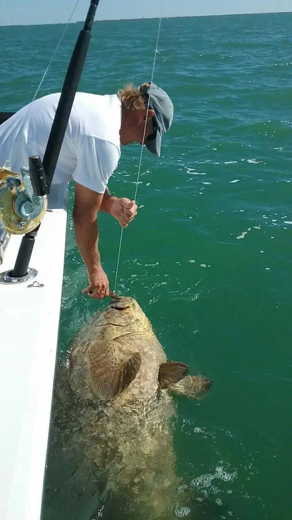 Goliath Grouper, Jimmy Burnsed, Catch & Release, Sanibel Fishing & Captiva Fishing, Sanibel Island, Thursday, November 2, 2017.
