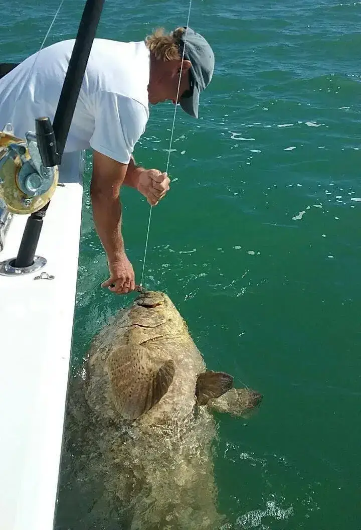 Goliath Grouper, Jimmy Burnsed, Catch & Release, Sanibel Fishing & Captiva Fishing, Sanibel Island, Thursday, November 2, 2017.
