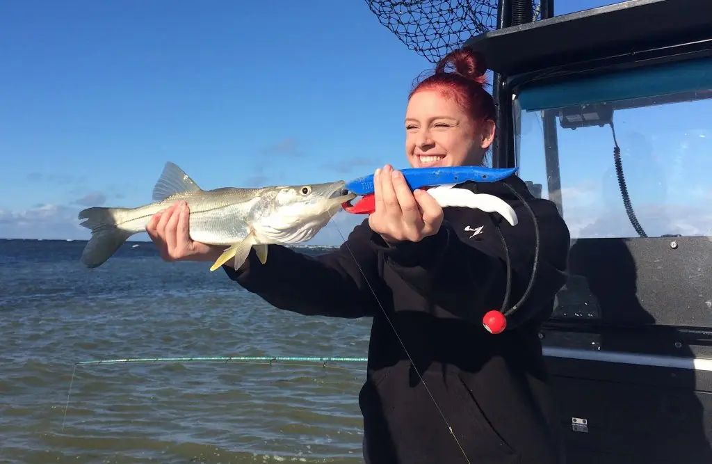 Snook, Catch & Release, Sanibel Fishing & Captiva Fishing, Sanibel Island, Saturday, November 25, 2017.