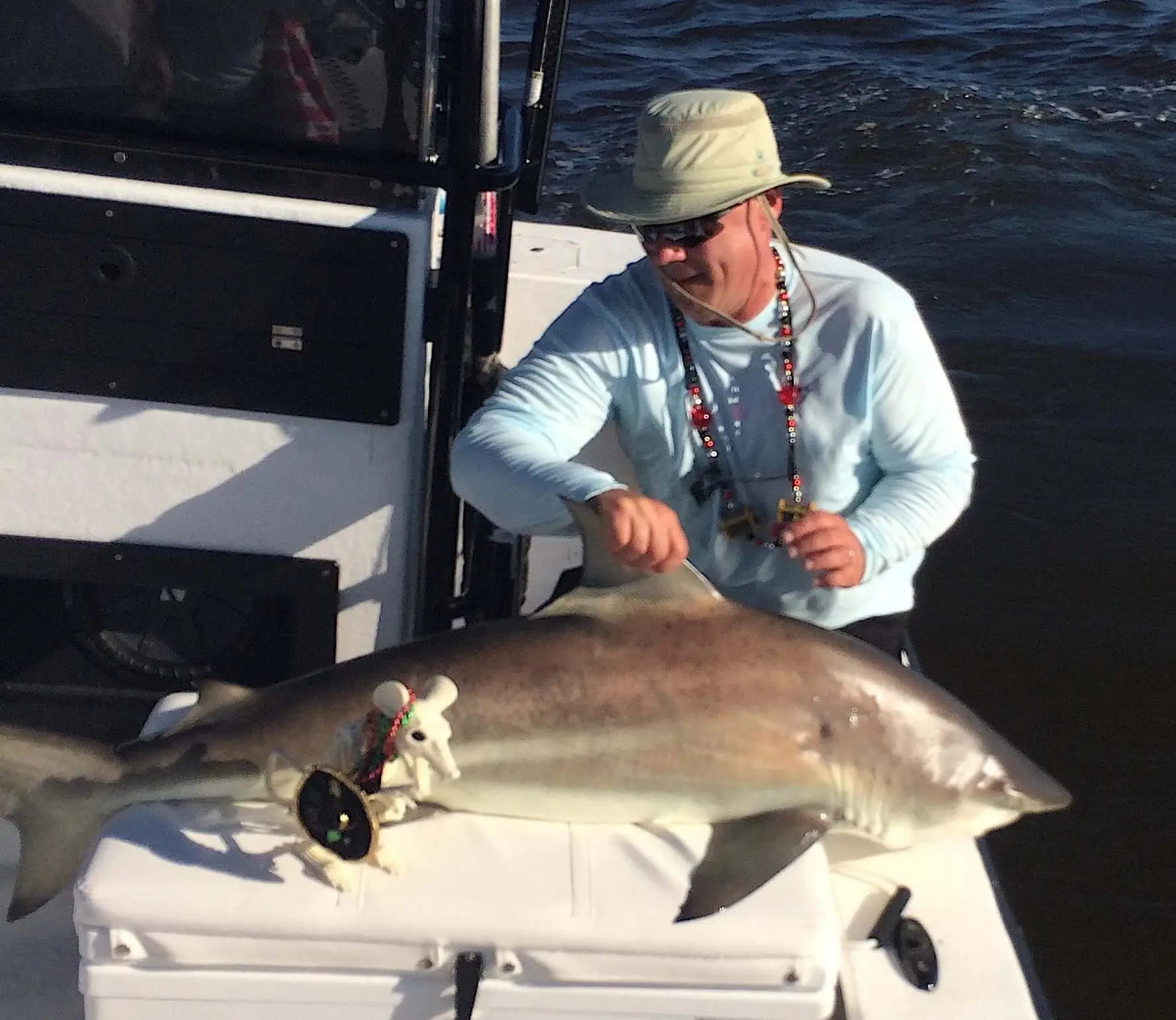 Spinner Shark, Inshore, Catch & Release, Sanibel Fishing & Captiva Fishing, Sanibel Island, Wednesday, November 8, 2017.