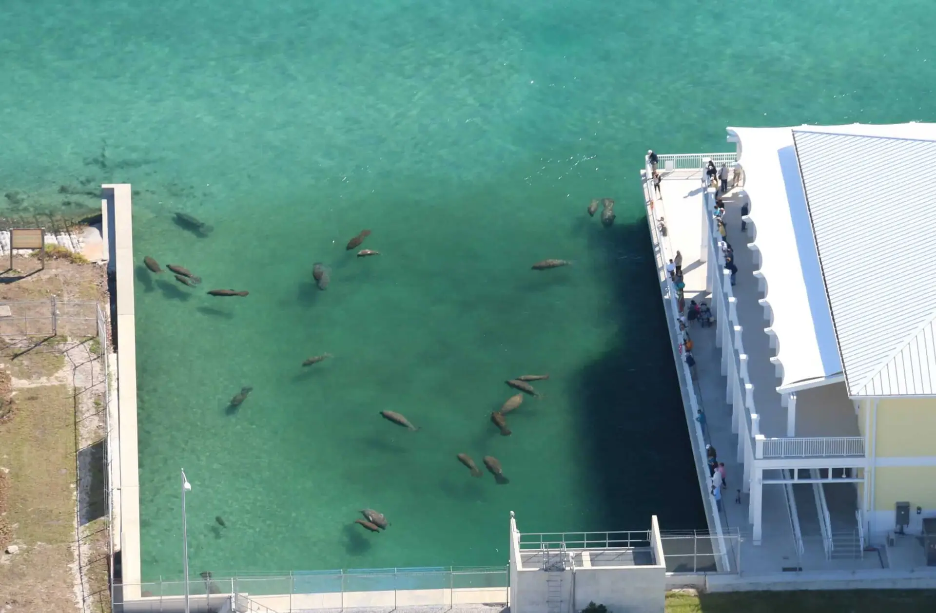 FWC 2016 Manatee Aerial Survey. FWC photo taken by Amber Howell in Palm Beach, FL. Activities were conducted under the USFWS permit #MA773494, Via Creative Commons.