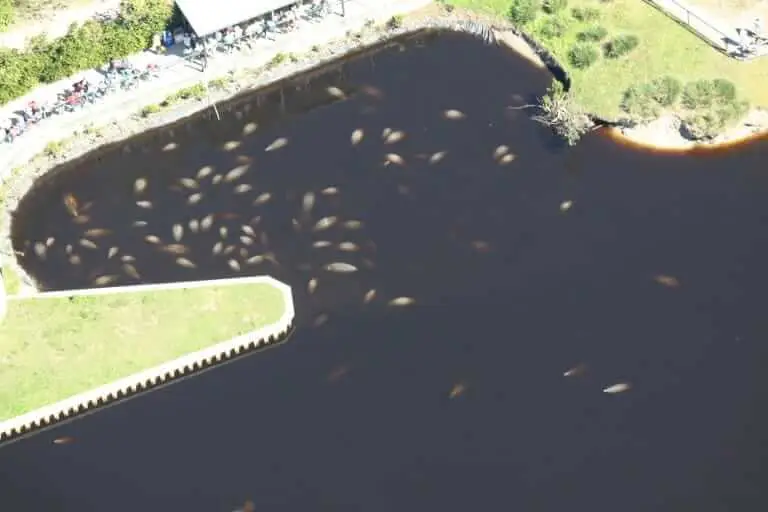 FWC 2016 Manatee Aerial Survey. Photo taken by Holly Edwards at the FPL Fort Myers Manatee Park in Lee County. Activities were conducted under the USFWS permit #MA773494, Via Creative Commons.