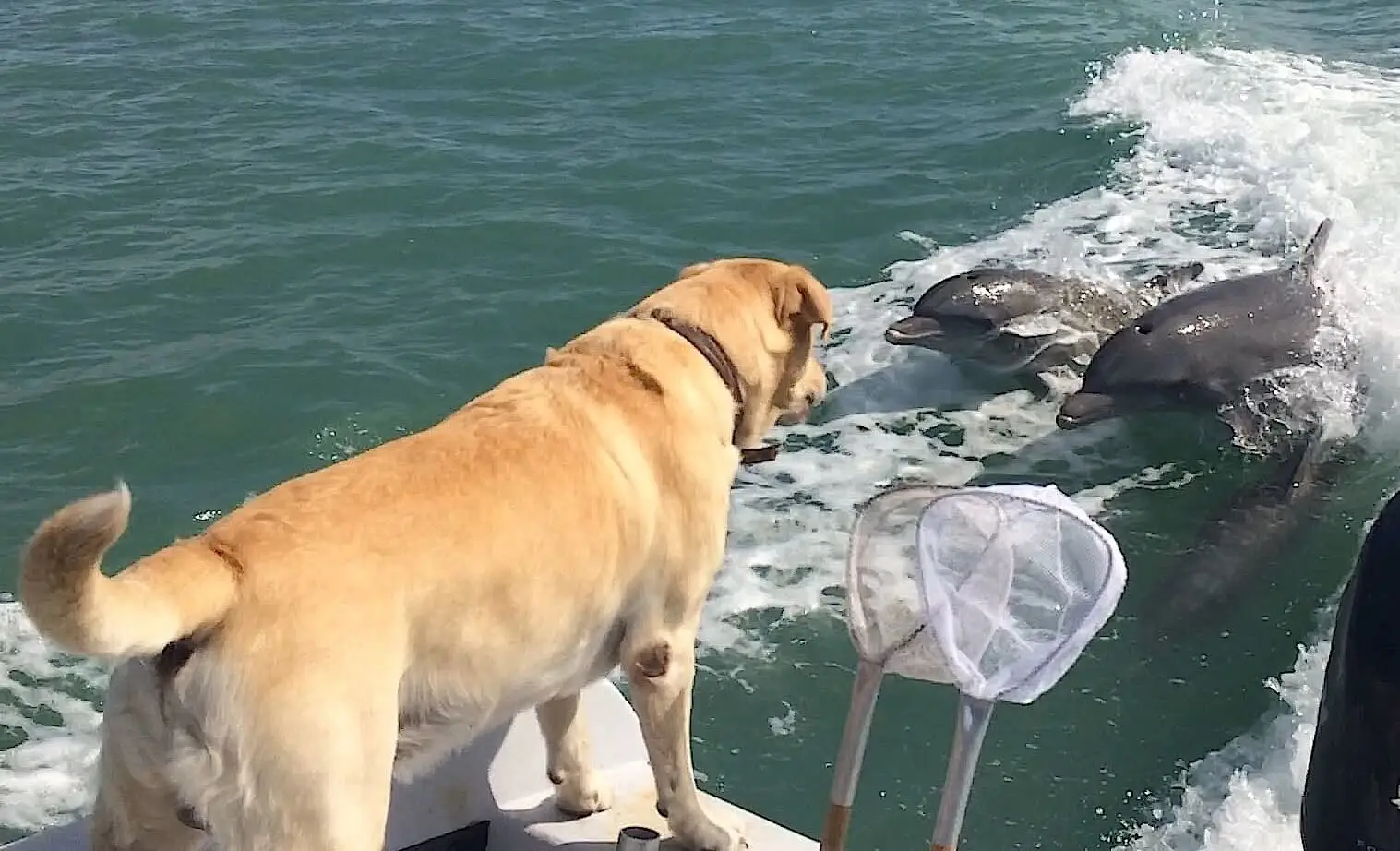 Hank & Two Of His Dolphin Buddies!