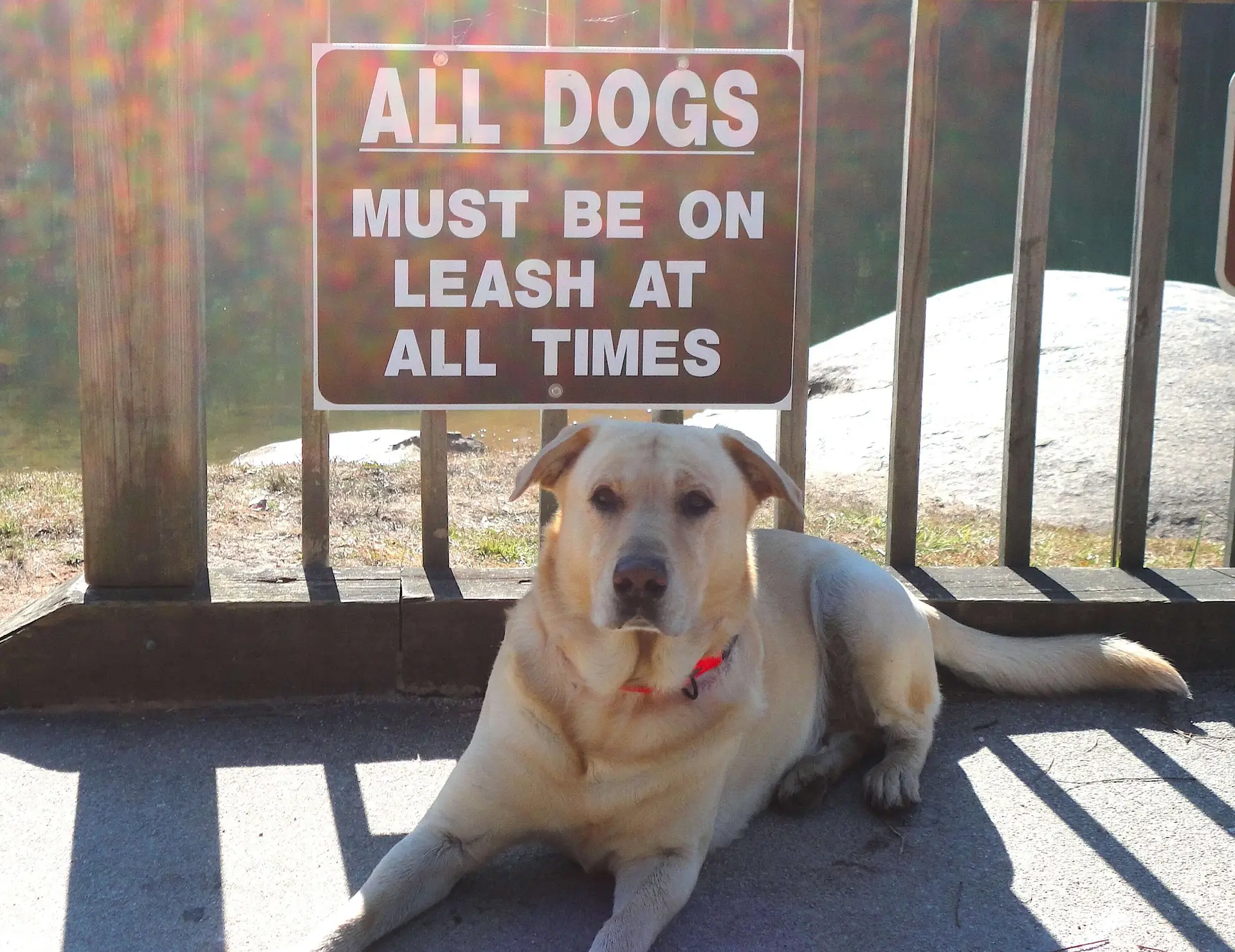 Hank, Rebel With A Cause, All Dogs Must Be On Leash!