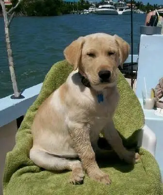 Hank As Pup!