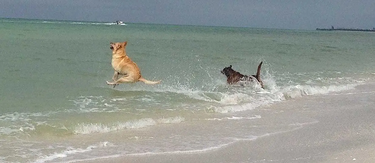Hank In Full Flight!