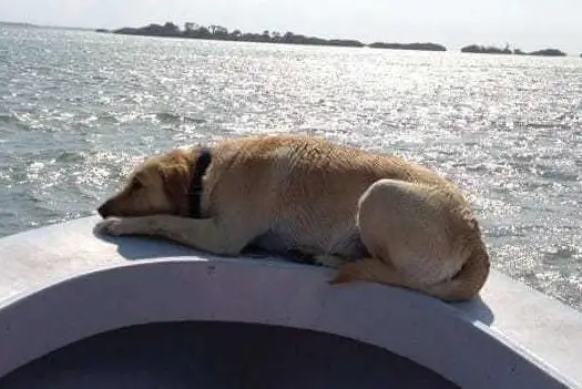 Hank On The Bow, Taking A Brief Nap.