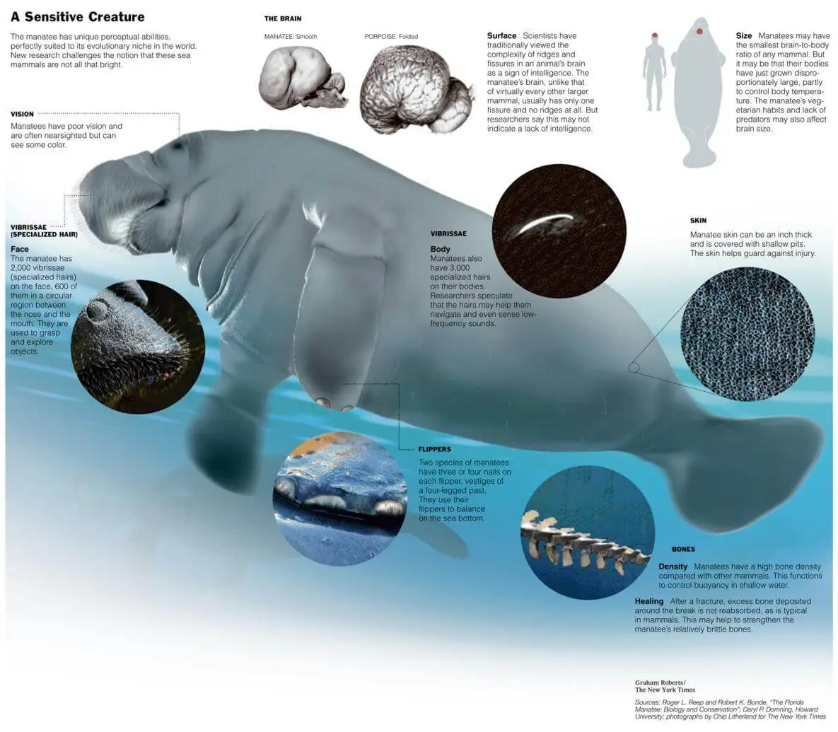 Manatee Physiology (fysiologie by David dO, Via Creative Commons).