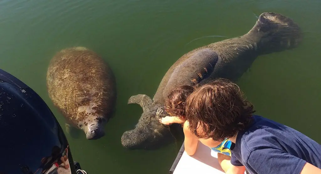 Friendly Captiva Manatees, Sanibel Fishing & Captiva Fishing, Sanibel Island, Tuesday, December 19, 2017.