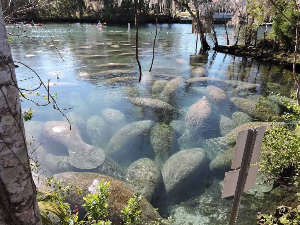Three Sister Springs Manatee Count. Approximately 5-7 years ago, about 65 manatees congregated at the springs at high tide on an average cold winter’s day. In recent winters, the count at times has gone as high as 528! Courtesy Of FWC.