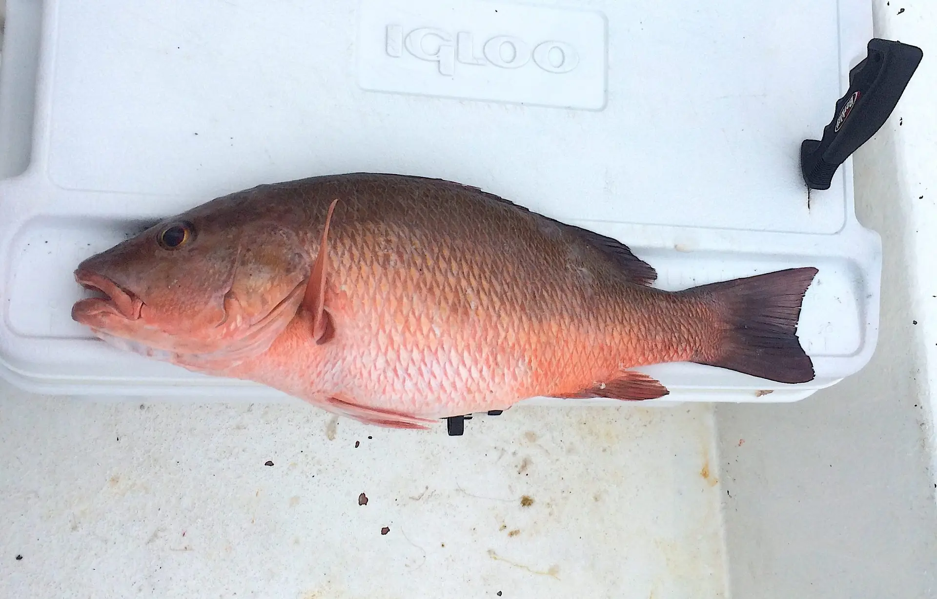 Big Mangrove Snapper, Near Offshore Structure, Catch & Release, Sanibel Fishing & Captiva Fishing, Sanibel Island, Tuesday, January 23, 2018.