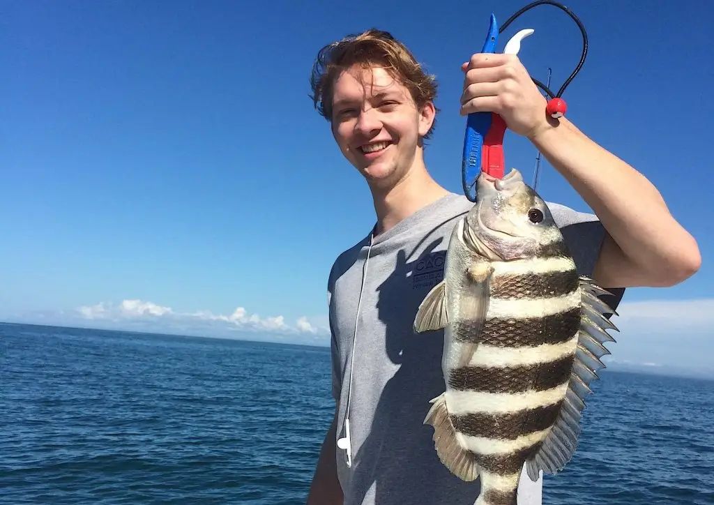 Sheepshead, Warmer, Structure, Near-offshore, Catch & Release, Sanibel Fishing & Captiva Fishing, Sanibel Island, Wednesday, January 10, 2018.