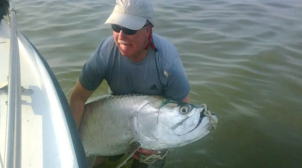 Tarpon Fishing, Looking Forward To Spring, Catch & Release, Sanibel Fishing & Captiva Fishing, Sanibel Island, Monday, January 29, 2018. Photo courtesy of Jimmy Burnsed and Santiva Saltwater Fishing.