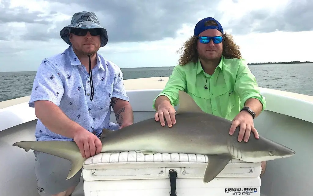 Blacknose Shark, Inshore, Stealing The Redfish Bait, Catch & Release, Sanibel Fishing & Captiva Fishing, Sanibel Island, Monday, February 12, 2018.